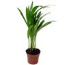 Truffaut - Mini Areca lutescens