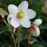 Truffaut - Rose de No�l  