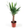 Truffaut - Yucca 60 cm - 1 pied