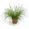 Truffaut - Herbe � chat (Cyperus zumula)