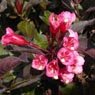 Truffaut - Weigela  florida Alexandra 