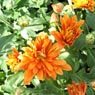 Truffaut - Chrysanth�me Scarlet