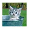 Paperproducts Design - 20 serviettes papier sweet kitty