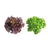  - Feuille de ch�ne rouge+ verte