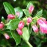 Truffaut - Escallonia Pride of donard 