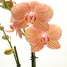 Truffaut - Orchid�e cuivre 2 tiges 60 cm