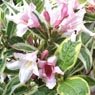 Truffaut - Weigela Kosteriana variegata