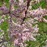 Truffaut - Tamarix  tetrandra 