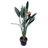 Truffaut - Strelitzia Reginae 