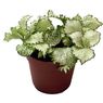 Truffaut - Mini Fittonia blanc 
