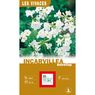 Turc Ernest - 1 Incarvillea Snowtopblanc