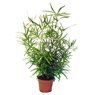 Truffaut - Asparagus falcatus H 40 cm
