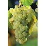 Truffaut - Vigne Chasselas dor�