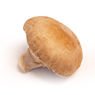 Lou - Champignon blond Bio