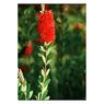 Truffaut - Callistemon Splendens 