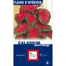 Turc Ernest - 1 Caladium Baron rouge