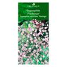 Truffaut - Gypsophile flamingo