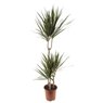 Truffaut - Dracaena Marginata 3 pieds 1,10 m
