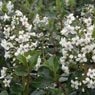 Truffaut - Escallonia Iveyi   
