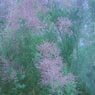 Truffaut - Tamarix Pink cascade 
