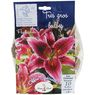 Truffaut - 10 Lys Oriental Stargezer