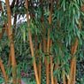 Truffaut - Bambou Moyen aureosulcata 100/150 cm