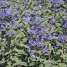 Truffaut - Caryopteris clandonensis Grand bleu 