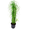 Truffaut - Papyrus pot  � 14 cm