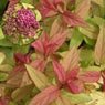 Truffaut - Spir�e japonica Goldflame 