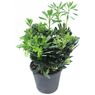 Truffaut - Pittosporum Tobira Nana 