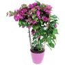 Truffaut - Bougainvillier violet paliss�