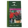 Truffaut - 3 cannas nains Corail