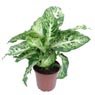 Truffaut - Diffenbachia H 35 cm