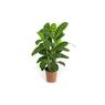 Truffaut - Calathea zebrina