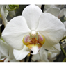 Truffaut - Orchid�e blanche 2 tiges