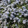 Truffaut - C�anothe rampante Var repens 