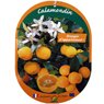 Truffaut - Calamondin avec fruits
