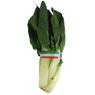  - C�te de blette