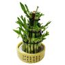 Truffaut - Canne chinoise 3 �tages 25 cm