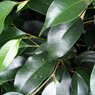 Truffaut - Ficus midnight 1,50 cm