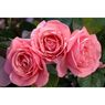 Truffaut - Rosier grandes fleurs Line Renaud�