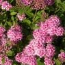 Truffaut - Spir�e japonica Little princess