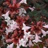 Truffaut - Abelia grandiflora 