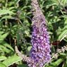 Truffaut - Arbre aux papillons davidii Empire blue     