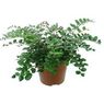Truffaut - Mini Pellaea rotundifolia