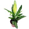 Truffaut - Mini croton
