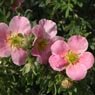 Truffaut - Potentille fruticosa Lovely pink 