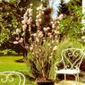 Truffaut - Amandier nain Garden Prince� 