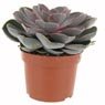 Truffaut - Echeveria perle von nurn H 20 cm