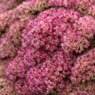 Truffaut - S�dum Herbstfreude  